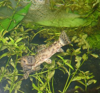 Pair in T-Position below bubble nest