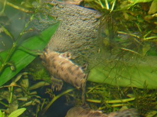 Female laying her eggs into the nest