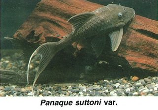 suttoni_var.jpg