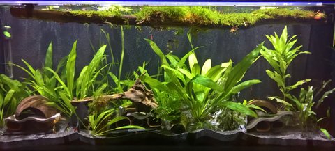 Jobro's Peckoltia Compta tank