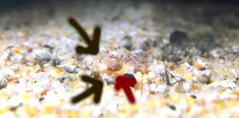 Photo of egg covered with sand and Ramshorn snails