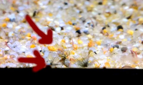 Photo of egg covered with sand and Ramshorn snails