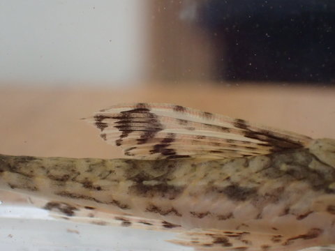 Dorsal fin