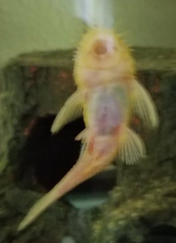 albino bristlenose 2.jpg