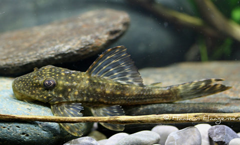 Hypostomus margaritifer