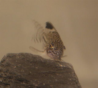 Corydoras-Julii-1.jpg