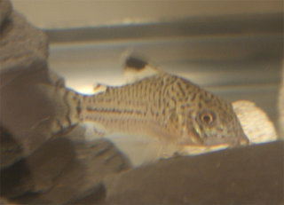 Corydoras-Julii-3.jpg