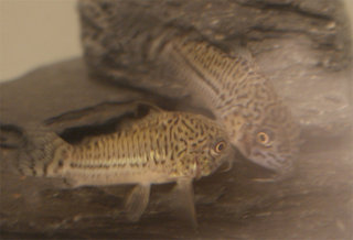 Corydoras-Julii-2.jpg