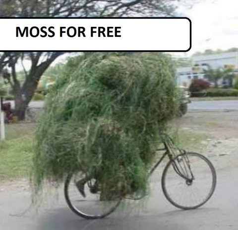 moss ENG.jpg