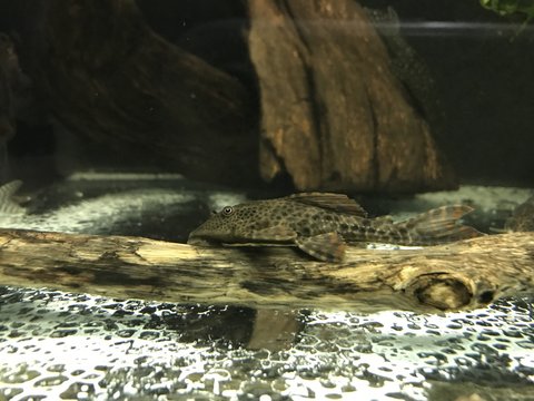 Hypostomus.jpg