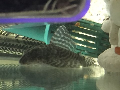 pleco1.jpeg