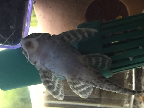 pleco1 belly view.JPG