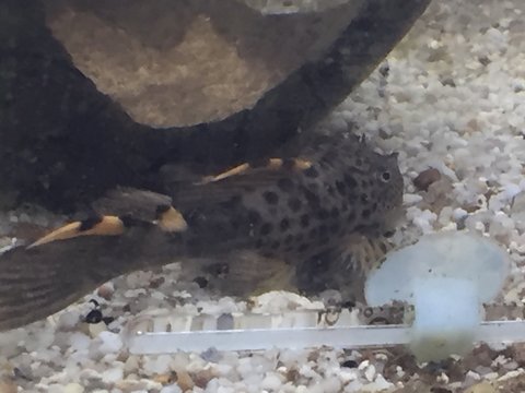 pleco3.JPG