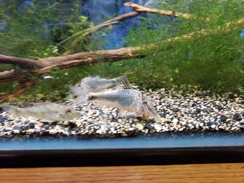 Corydoras fowleri_20180821_173626.jpeg