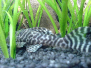 Plec number 2