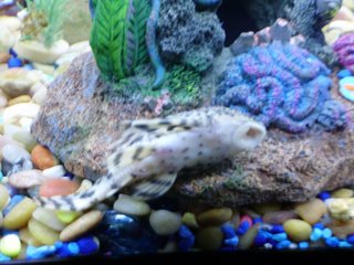 tiger pleco.JPG