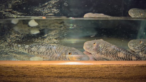 Face photographed with flash camera, showing slight gold iridescence (or is that reflection off brown tank trim?).