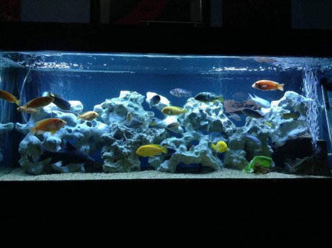 fish tank.jpg