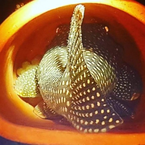 Male on eggs