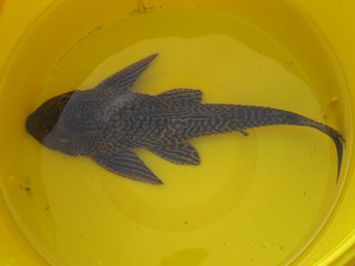 picture of &quot;common pleco&quot;