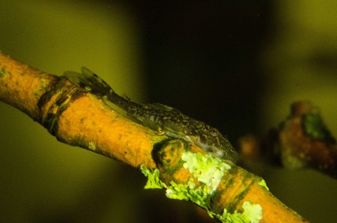 Pseudolithoxus dumus fry, 16mm SL, grazing on twigs