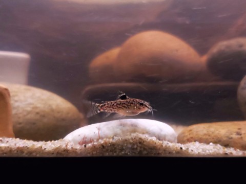 Corydoras pauciradiatus.jpg