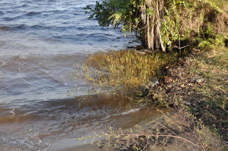 S. afrofischeri habitat.  Reeds and Hippo grass.