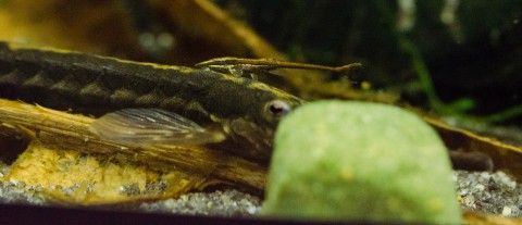 Young Farlowella vittata on adult