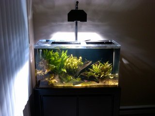 fish tank 2.jpg