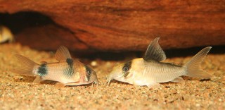 C140 youngster together with C. weitzmani youngster in my grow-out tank