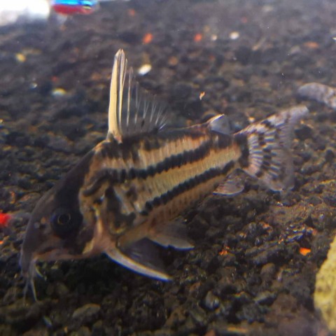 corydoras-pulcher.jpg