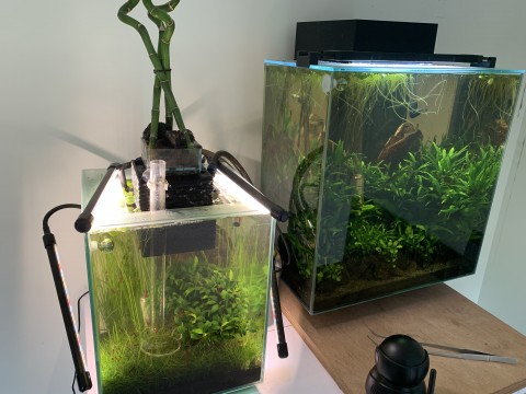 Pygmy tank on the right