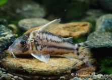 Corydoras pulcher