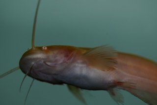 Siluris glanis albino.jpg