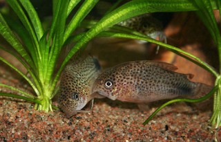 C. caudimaculatus mating clinch