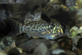 Corydoras punctatus 02b.jpg