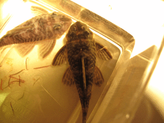 pleco2.gif