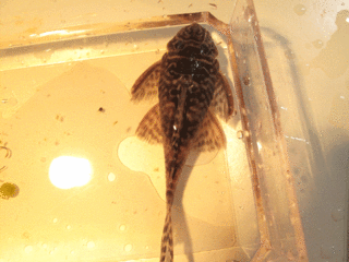 plecoH.gif