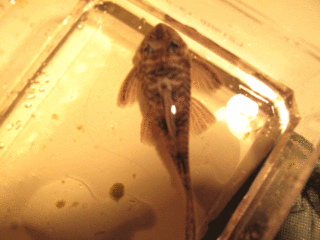 plecoI.gif