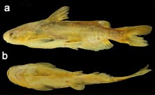 Figure 1. Lateral (a) and ventral (b) views of Tachysurus latifrontalis sp. nov., IHB 201909039230, holotype, 113.1 mm SL; collected from Jiulong-Jiang at Zhangzhou City; lateral