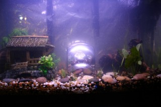 My tank