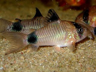 Corydoras panda