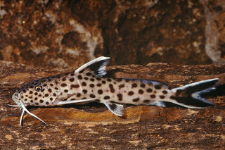 Synodontis cf petricola Kigoma .jpg