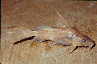 Synodontis sp from Baymyo, Kenya.jpg