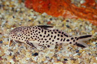 Synodontis sp Zambia Lake Tanganyika.jpg