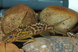 Synodontis sp.jpg