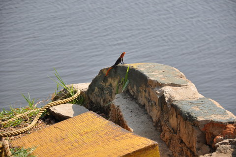 Lizard at the ferry landing.  Any Herp specialists out there?