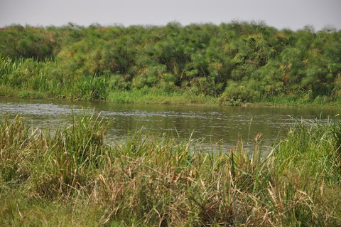 Papyrus swamp, Lake Albert