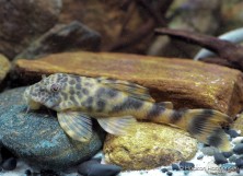 Ancistomus sp. L387 (female)