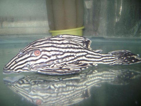 White and Black Royal Pleco